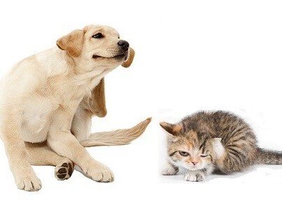 Antiparassitari Naturali per Cani