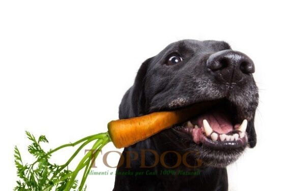 Carote essiccate per cani - BARF 500gr - immagine 3