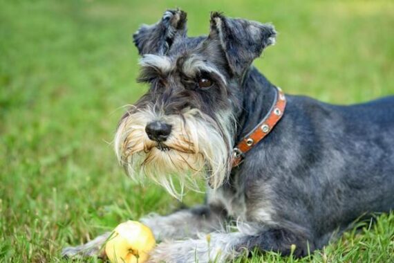 Mele disidratate per cani