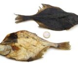 Platessa essiccata per cani intera 250gr