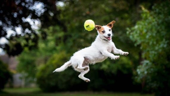 Crocchette Naturali per Cani Energy 20kg - immagine 4