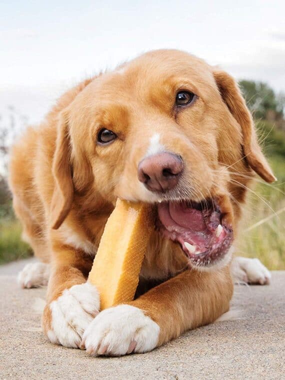 Latte di Yak per cani - L - immagine 3