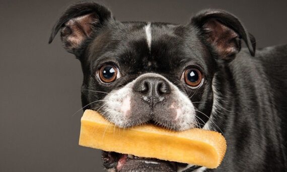 Latte di Yak per cani - L - immagine 4