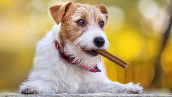 masticativi naturali per cani, crocchette naturali per cani