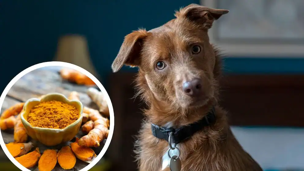 curcuma per cani