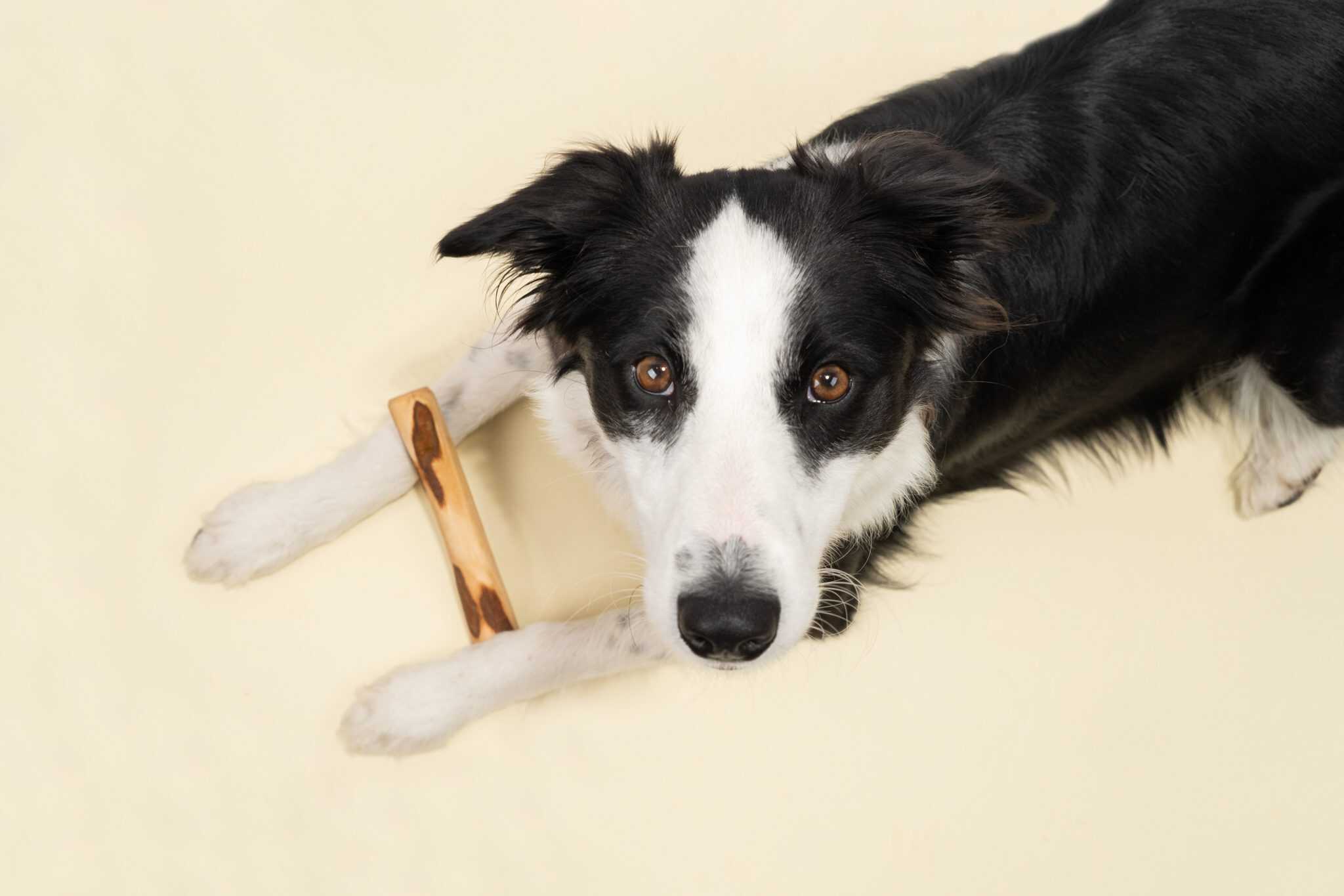 Masticativi per cani lunga durata: benessere, relax e igiene naturale