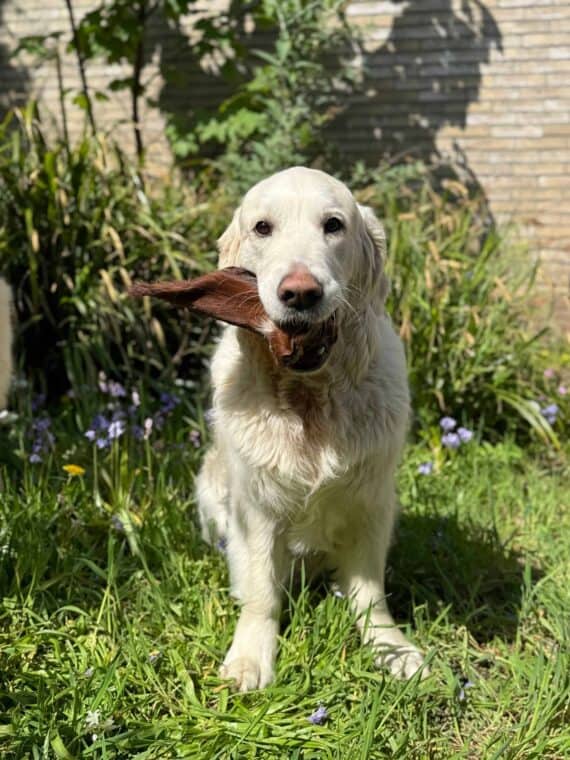 Orecchie di Bovino con Pelo per Cani per Dieta BARF - immagine 2
