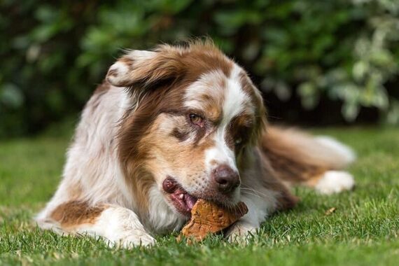 radice di erica per cani