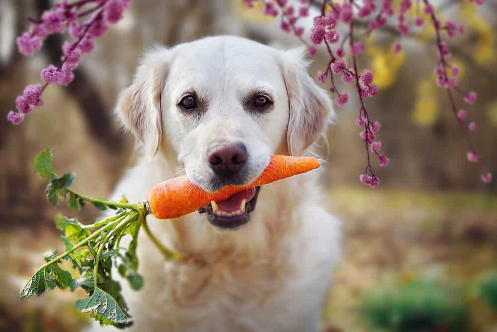 Carote disidratate (essiccate) per cani: benefici, reidratazione e uso nella dieta BARF